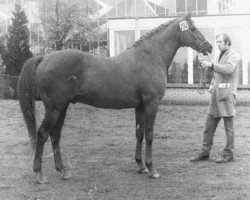 stallion Exilio xx (Thoroughbred, 1954, from Wild Risk xx)