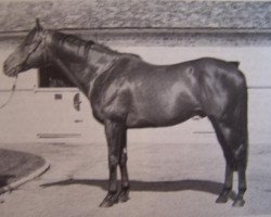 stallion Dark Tiger xx (Thoroughbred, 1959, from Nasrullah xx)