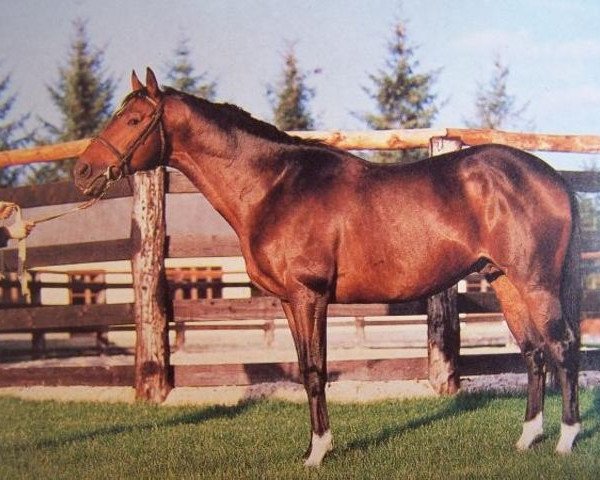 stallion Brenneke xx (Thoroughbred, 1975, from Dark Tiger xx)