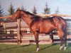stallion Brenneke xx (Thoroughbred, 1975, from Dark Tiger xx)