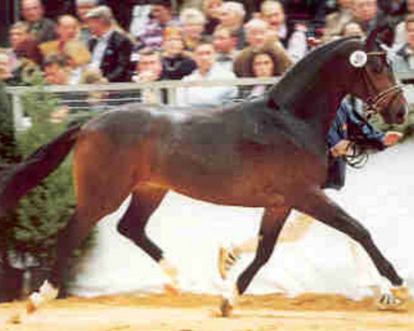 stallion De Vito (Oldenburg, 1999, from De Niro)