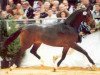 horse De Vito (Oldenburg, 1999, from De Niro)