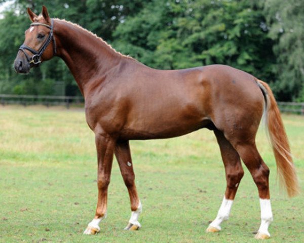 stallion Fiderstar (Hanoverian, 2006, from Fidertanz)