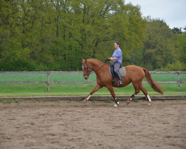 broodmare Wayana (Hanoverian, 1991, from Wanderer)