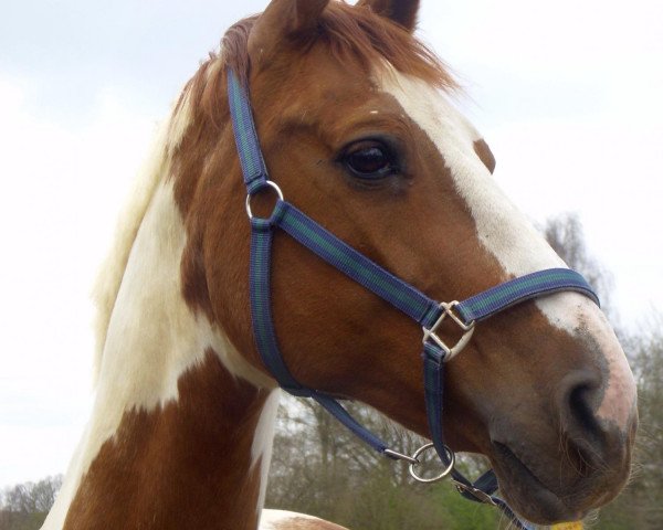 broodmare Abgott's Janthina (German Warmblood, 1996, from Abgott's Pt. Joe)