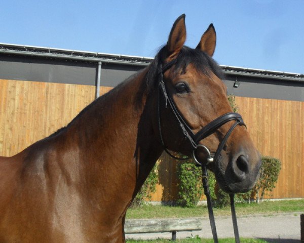 stallion Champ (Dutch Warmblood,  )
