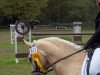 dressage horse del Pero (German Riding Pony, 2005, from Danny Gold)