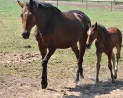 broodmare Cocolate V (Westphalian, 2006, from Conceicao)