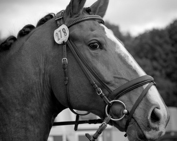 horse Letito (Rhinelander, 2003, from Larenco)