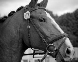 horse Letito (Rhinelander, 2003, from Larenco)