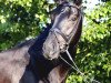 dressage horse Sir Snyder H (Württemberger, 2008, from Sir Alfred)