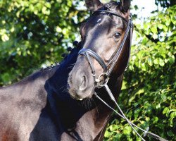 dressage horse Sir Snyder H (Württemberger, 2008, from Sir Alfred)