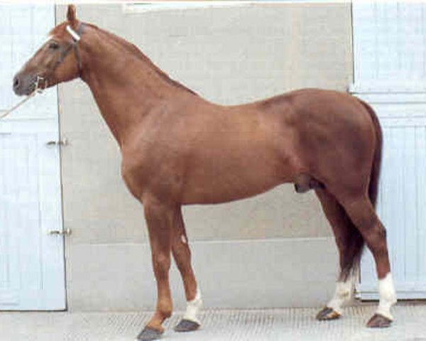 stallion Matador du Bois (Selle Français, 1978, from Quastor)