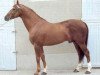 stallion Matador du Bois (Selle Français, 1978, from Quastor)