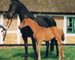 broodmare Elfenfee (Hanoverian, 1970, from Einglas)