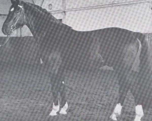 stallion Cardinal (Holsteiner, 1972, from Cor de la Bryère)
