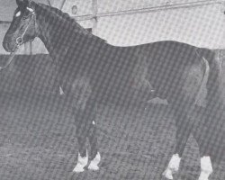 Deckhengst Cardinal (Holsteiner, 1972, von Cor de la Bryère)