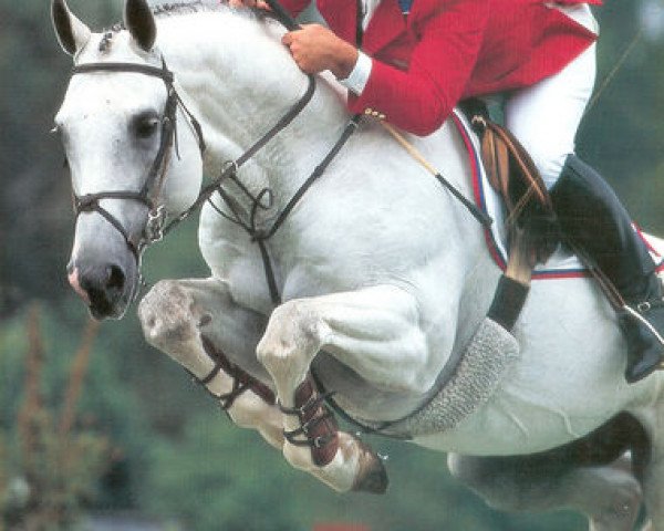 stallion Artos Z (Hanoverian, 1983, from Almé)