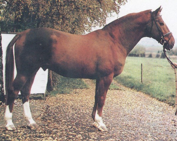 stallion Puschkin (Westphalian, 1974, from Picasso)