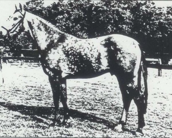 Deckhengst Volckmar (Koninklijk Warmbloed Paardenstamboek Nederland (KWPN), 1979, von Abgar xx)