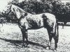 stallion Volckmar (KWPN (Royal Dutch Sporthorse), 1979, from Abgar xx)