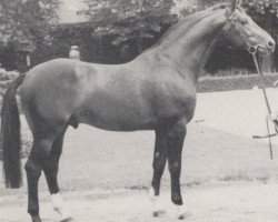 stallion Sallust (Rhinelander, 1973, from Salut)