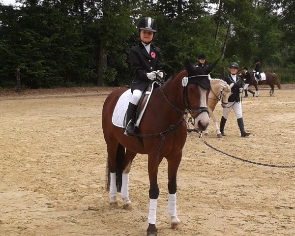 dressage horse Bubbles 4 (German Riding Pony, 1997)