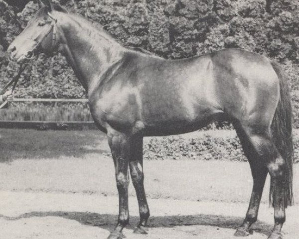 stallion Massud xx (Thoroughbred, 1962, from Chief xx)