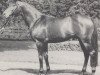stallion Massud xx (Thoroughbred, 1962, from Chief xx)