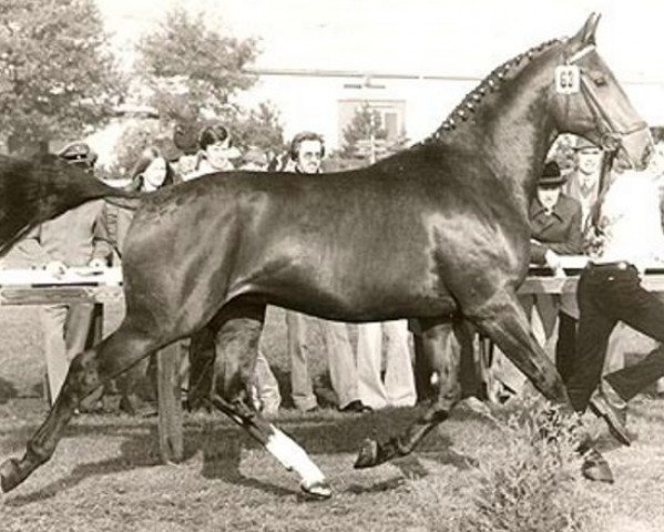 stallion Pik Bauer (Hanoverian, 1976, from Pik Koenig)