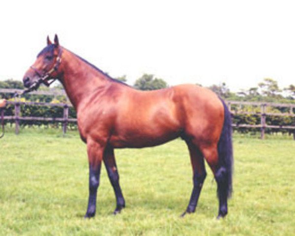 stallion Ribero xx (Thoroughbred, 1965, from Ribot xx)