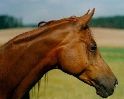 broodmare Nagha ox (Arabian thoroughbred, 1973, from Gharib ox)