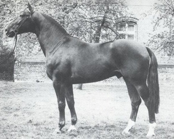 stallion Whisky I (Westphalian, 1981, from Weinberg)