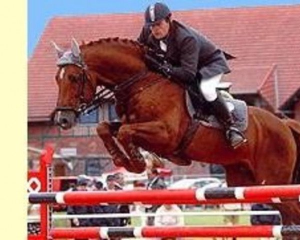stallion Cassandro I (Holsteiner, 1990, from Caletto I)