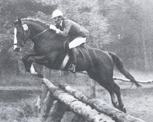 stallion Agronom (Hanoverian, 1976, from Argus)