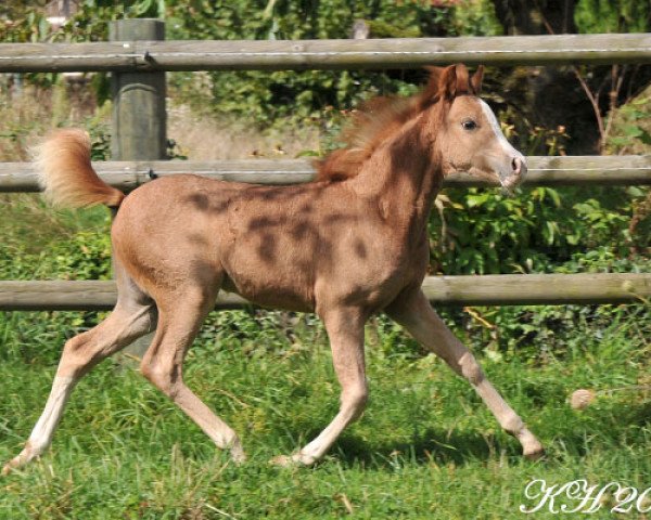 horse Cinjay's Queen of Desert Rose (Welsh Partbred, 2013, from Frankenhoeh's Prince Royal)