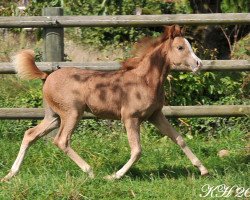 horse Cinjay's Queen of Desert Rose (Welsh Partbred, 2013, from Frankenhoeh's Prince Royal)