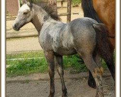 Pferd Lovedippa (Connemara-Pony, 2013, von Baunely's Dipper)