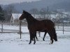 broodmare Dancing Girl (Hanoverian, 2007, from Dartagnan)