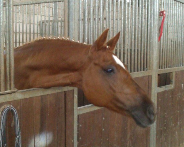 broodmare Naima 6 (German Riding Pony, 2003, from FS Golden Highlight)