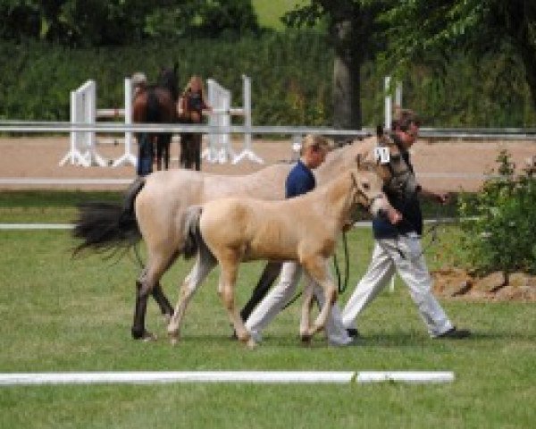 broodmare Golden Day R (German Riding Pony, 1997, from Golden Dream R)