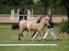 broodmare Golden Day R (German Riding Pony, 1997, from Golden Dream R)