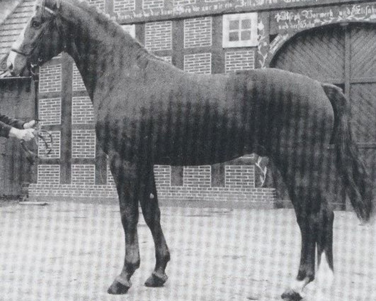 Deckhengst Furaldo (Oldenburger, 1975, von Furioso II)