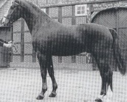 stallion Furaldo (Oldenburg, 1975, from Furioso II)