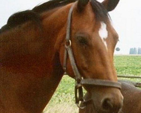 broodmare Aphrodite (Hanoverian, 1975, from Absatz)