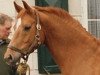 Pferd Goldmaus (Hannoveraner, 1986, von Grand Royal)