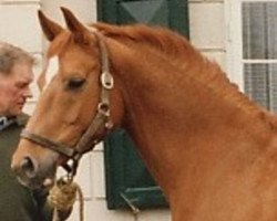 broodmare Goldmaus (Hanoverian, 1986, from Grand Royal)