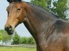 horse Caracalla (Hanoverian, 1993, from Calypso II)