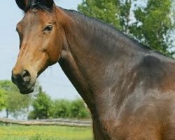 broodmare Caracalla (Hanoverian, 1993, from Calypso II)