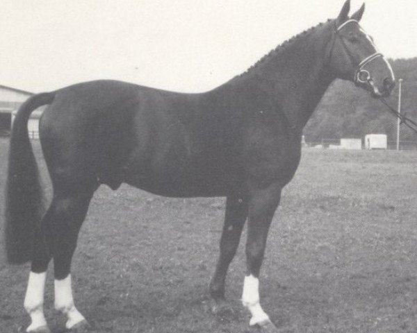 horse Damenheld II (Westphalian, 1985, from Damenstolz)